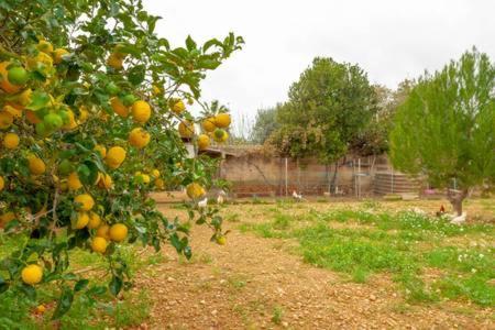 Villa Son Ferriol Palma de Mallorca Ngoại thất bức ảnh